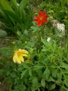 Fotografie0072 - Florilemele2013