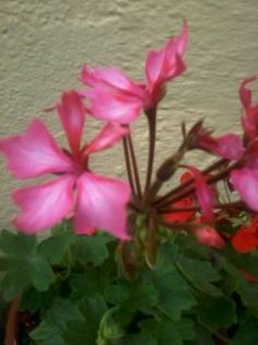 Fotografie0079 - Florilemele2013