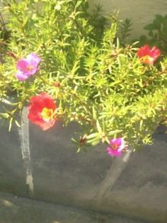 Fotografie0094 - Florilemele2013