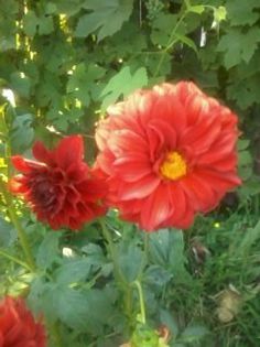 Fotografie0095 - Florilemele2013