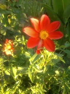 Fotografie0096 - Florilemele2013