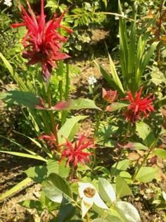 Fotografie0295 - Florilemele2013