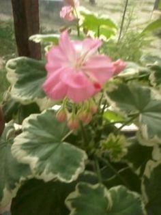 Fotografie0299 - Florilemele2013