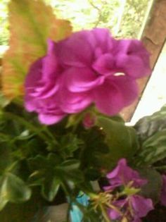 Fotografie0301 - Florilemele2013