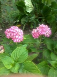 Fotografie0312 - Florilemele2013