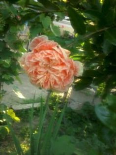 azalee  de  gradina - Florilemele2013