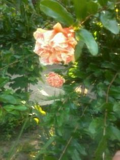 Fotografie0318 - Florilemele2013