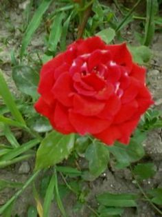 Fotografie0320 - Florilemele2013