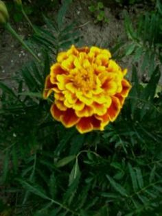 Fotografie0323 - Florilemele2013