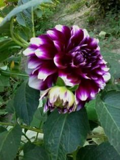 Fotografie0325 - Florilemele2013