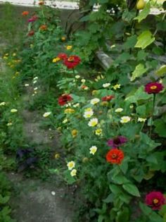 Fotografie0326 - Florilemele2013