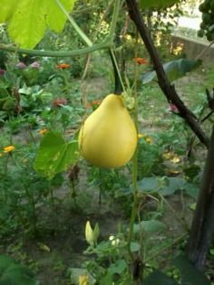 Fotografie0328 - Florilemele2013