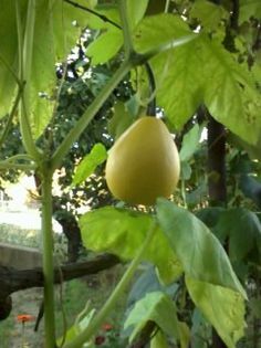 Fotografie0329 - Florilemele2013