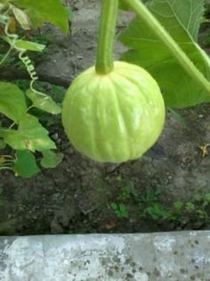 Fotografie0330 - Florilemele2013