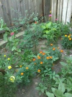 Fotografie0331 - Florilemele2013