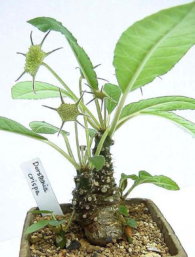 Dorstenia crispa