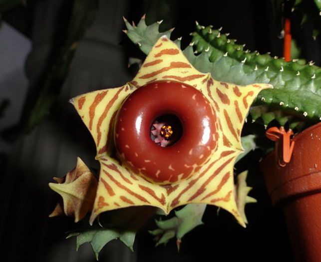 HUERNIA ZEBRINA INSIGNIFLORA