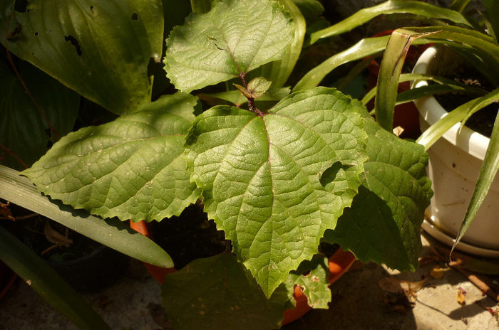 lovit de piatra - Clerodendron bungei