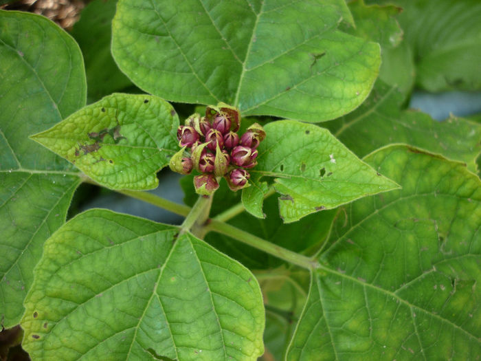 piatra .... - Clerodendron Phillippinum