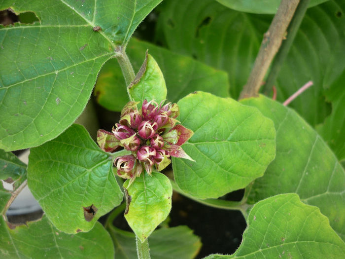 P1040600 - Clerodendron Phillippinum