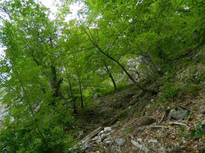 DSCN6340