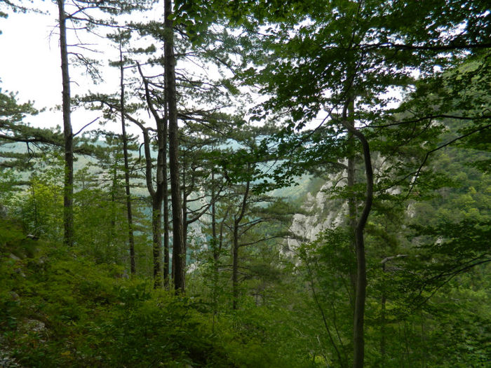 DSCN6356