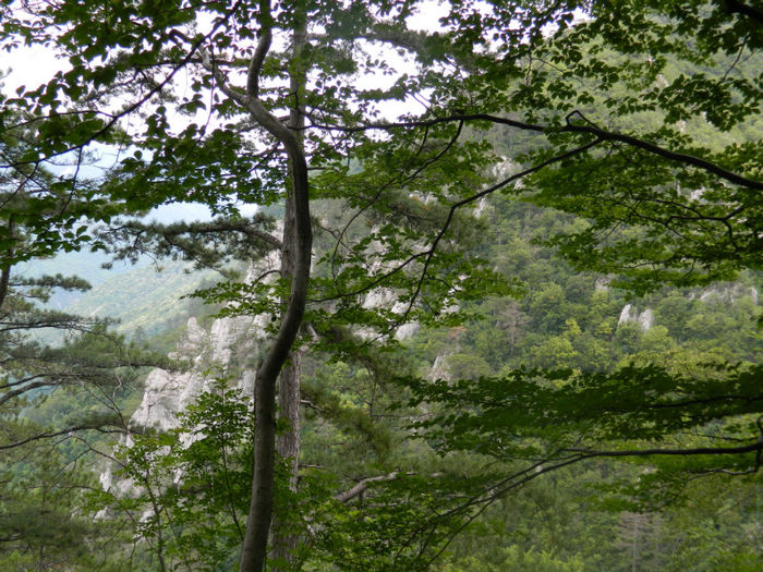 DSCN6357