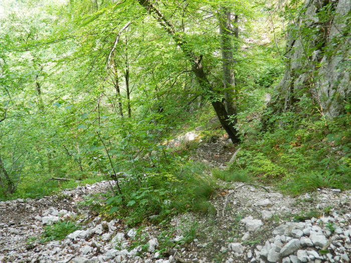 DSCN6361