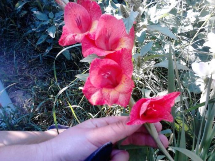 1374908970415 - gladiole