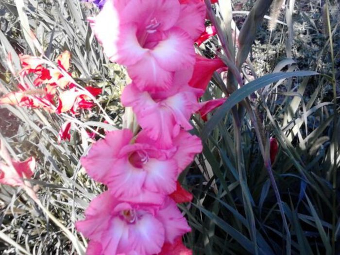 1374908984801 - gladiole