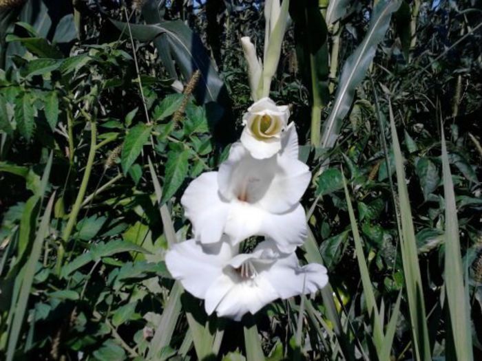 1374909017498 - gladiole