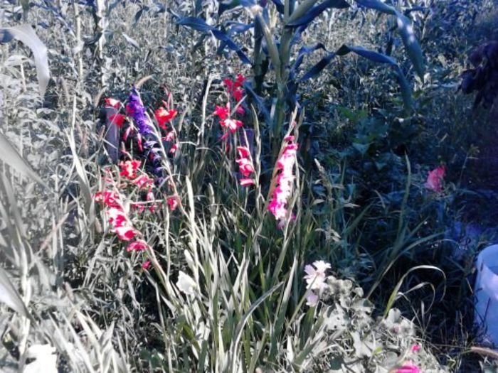 1374909039453 - gladiole