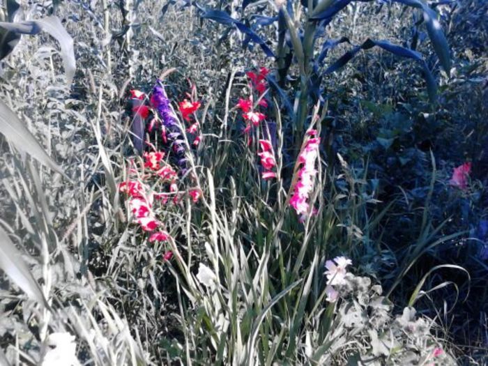 1374909049411 - gladiole