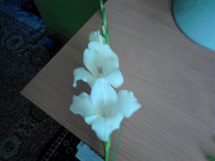 1374909719098 - gladiole