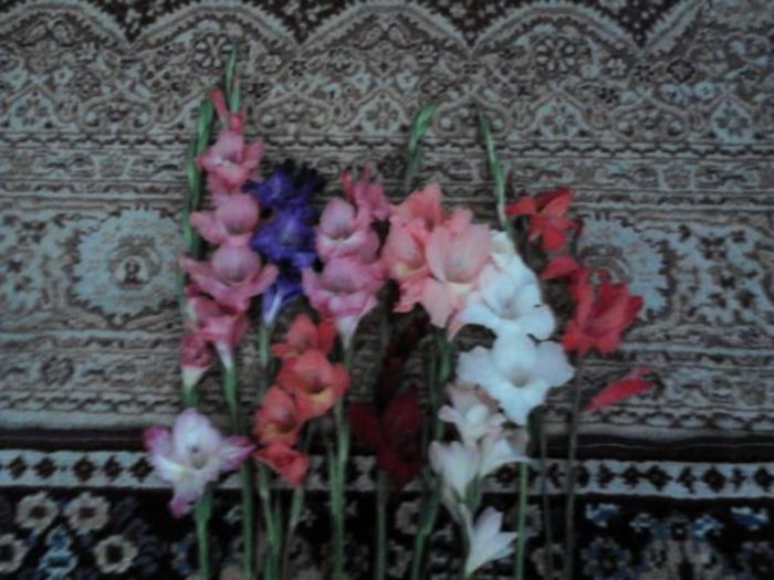 1374909739909 - gladiole