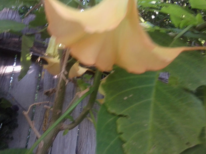 Fotografie4967 - brugmansii si daturi 2013