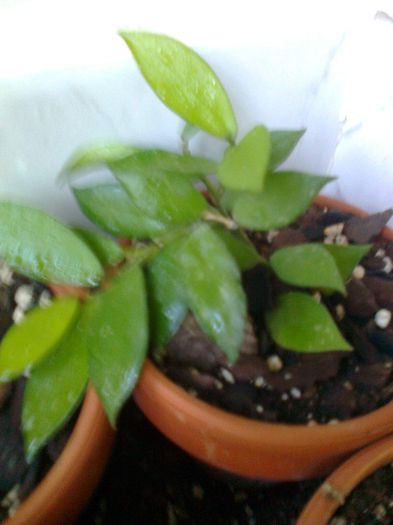 Hoya lacunosa ssp lacunosa