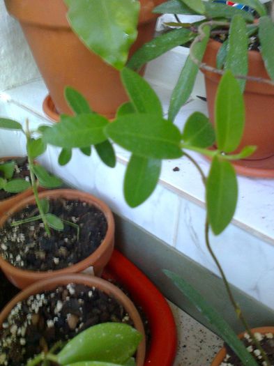 Hoya cumingiana Narrow leaf - Iulie 2013