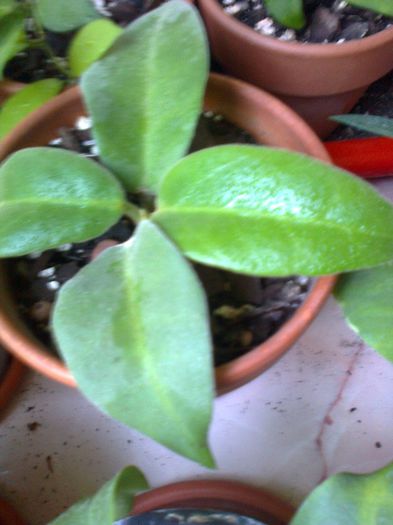 Hoya calycina Stargazer