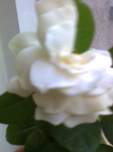 Gardenia; Este cea de anul trecut altoita. Emana un parfum divin!
