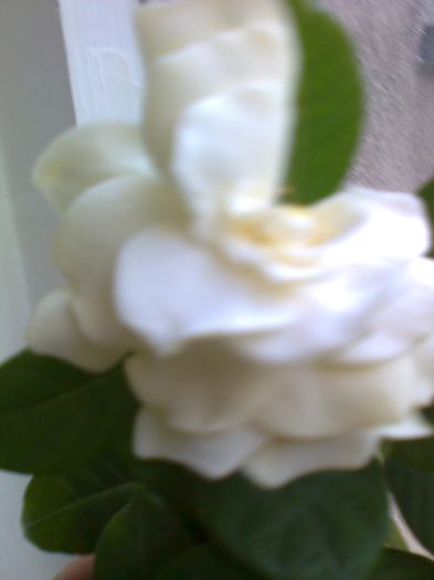 Gardenia - Iulie 2013