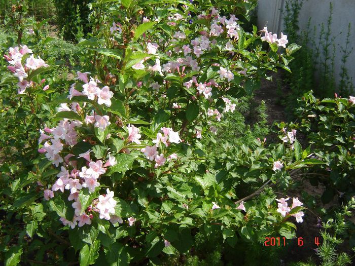 Weigela