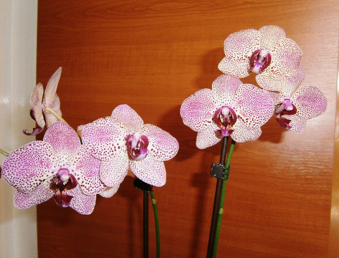 Phalaenopsis Kleo's Beauty - Phalaenopsis