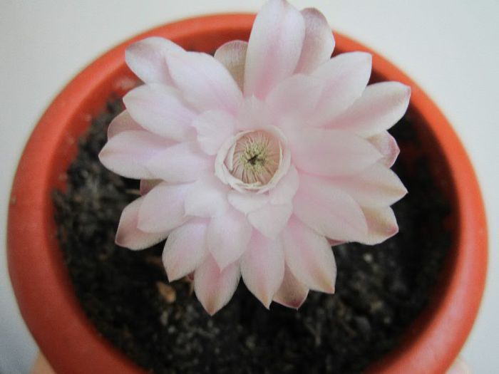 Gymnocalycium - cactusi - 2013