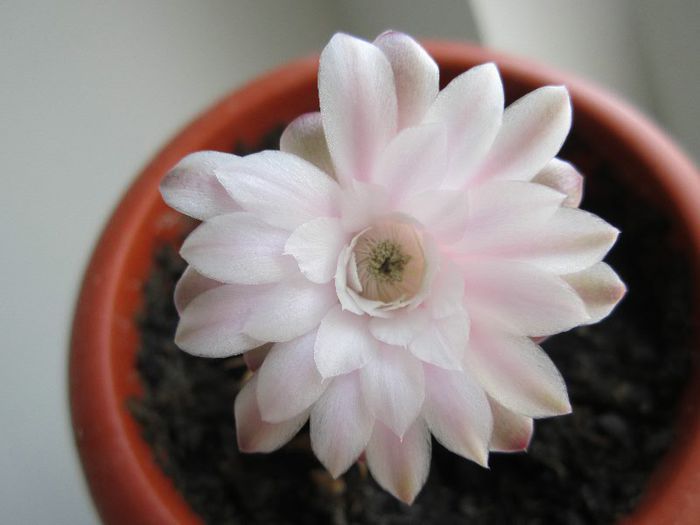 Gymnocalycium