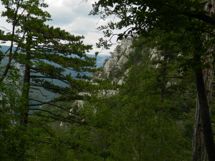 DSCN6383