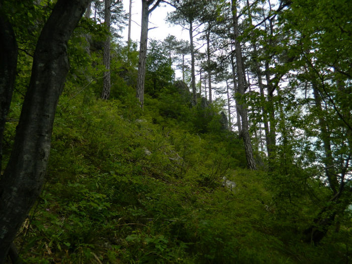 DSCN6385