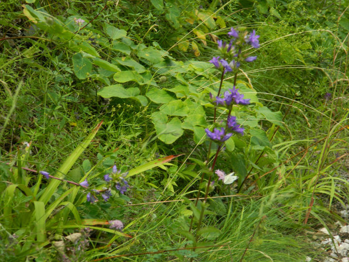 DSCN6396