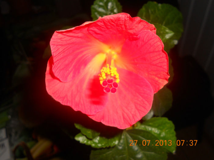 DSCN3921 - Hibi 2012-2013-2014
