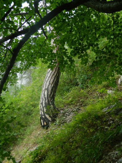 DSCN6461 - 2 HERCULANE VACANTA DE VIS 2013